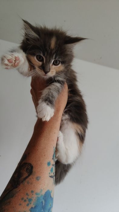 Maine coon - kotka szylkretka