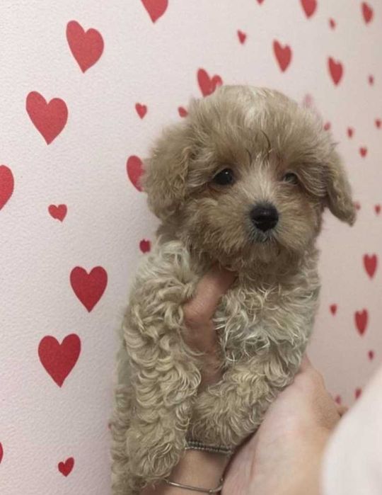 Очаровашка мальтипу. Девочка.