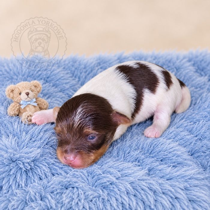 Yorkshire Terrier Biro