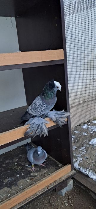 Gołebie ozdobne łyski saksońskie