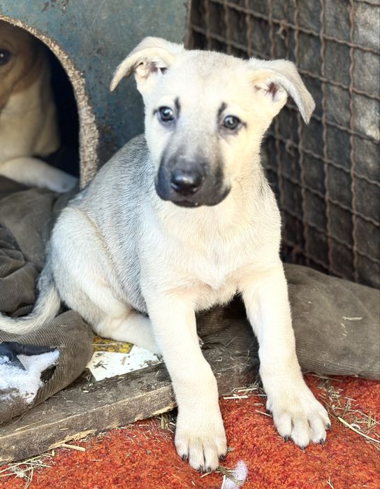 Хлопчик цуценя в добрі руки!