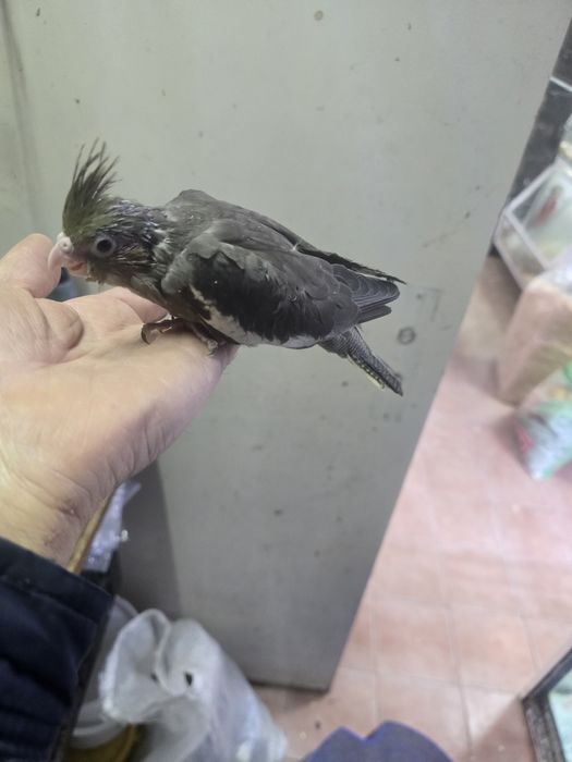 Caturras demosticadas