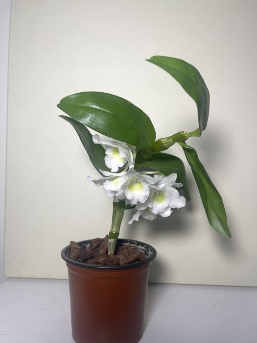 Дендробіум нобіле