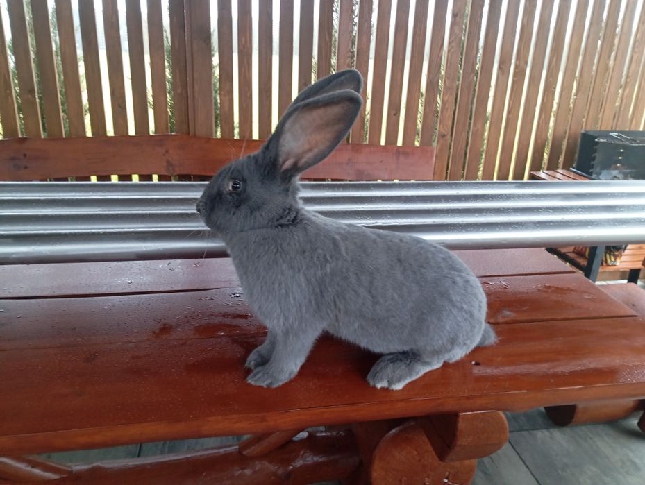 Królik, samica Olbrzym Belgijski niebieski