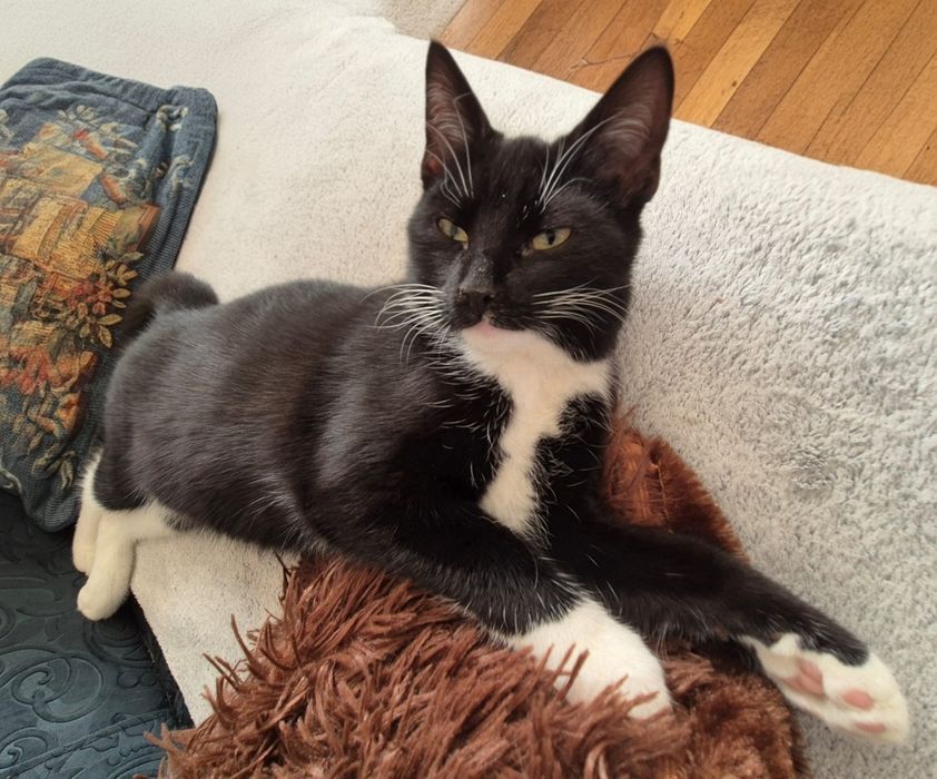 Ewcia, Wojan i Poniś przeurocze kociaki czekają na domy