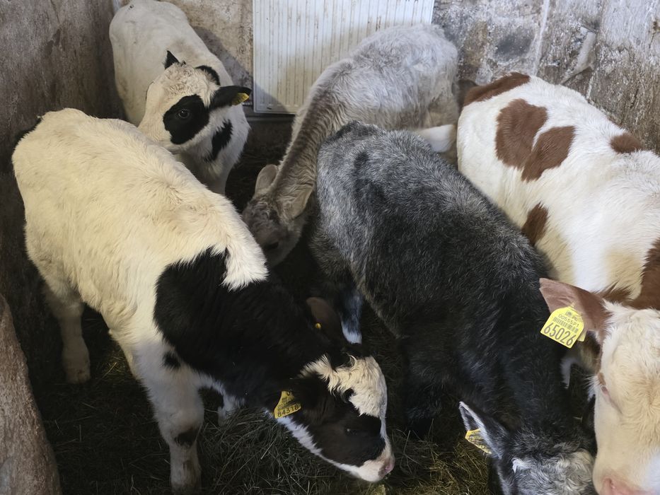 Sprzedam 8 byczków  i  3 jałówki