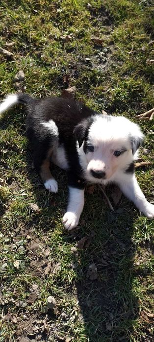 Szczenięta Border Collie
