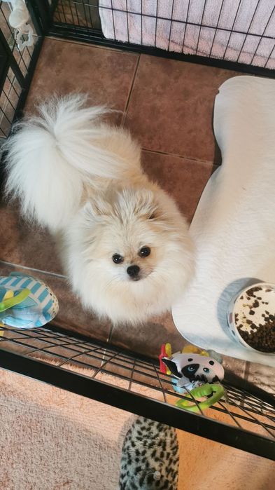 Suczka Szpic miniaturowy Pomeranian FCI