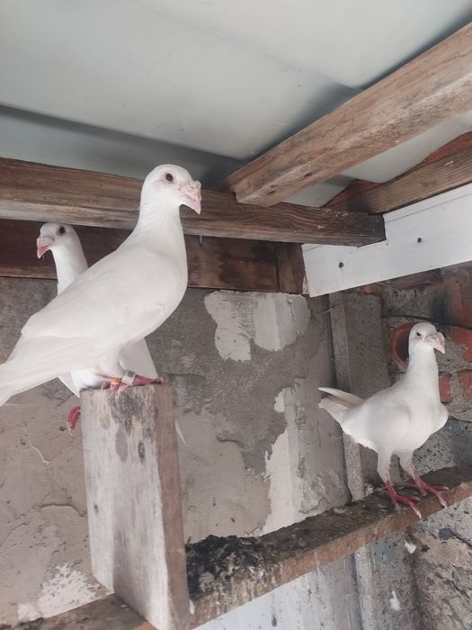 Gołebie staropolskie