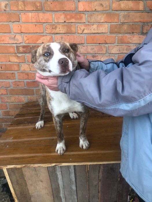 Віддамо в люблячі руки щеня поміс стаф+хаскі