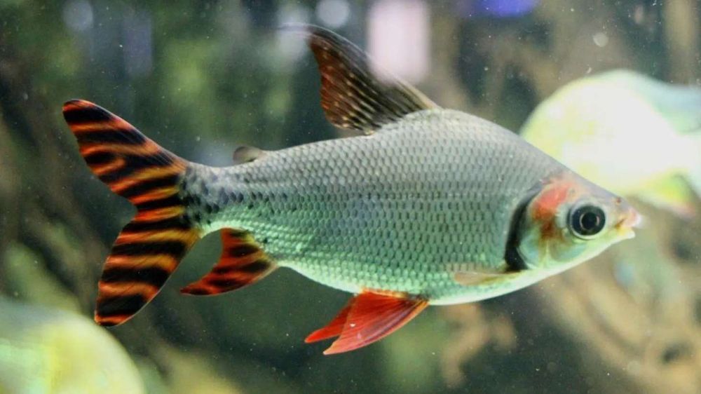 Flagtail Taeniurus