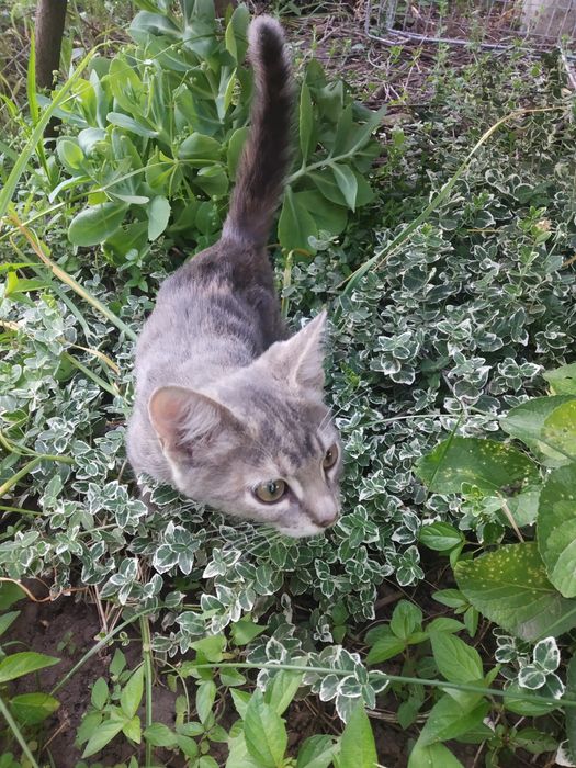 Камышин кот. Котята.