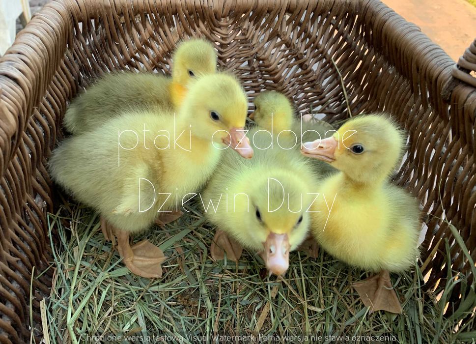 Gęsi landes kołudzkie i kartuskie siodłate gąski młode