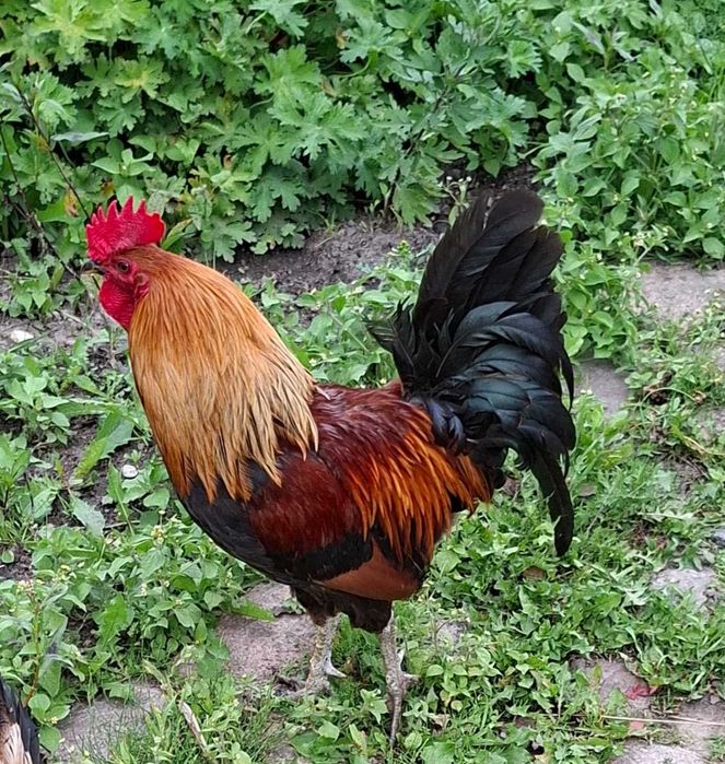 Roczny  kogut ,Ziielononóżka