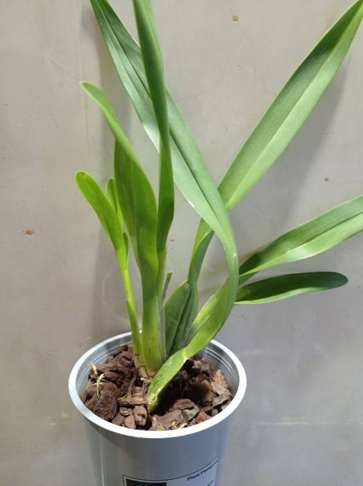 Орхидея Камбрия.