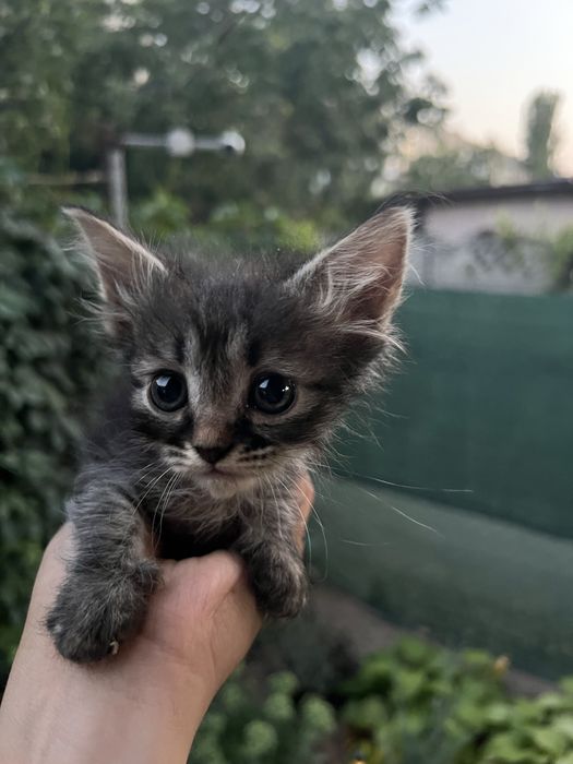 Шотландские котята окрас Табби