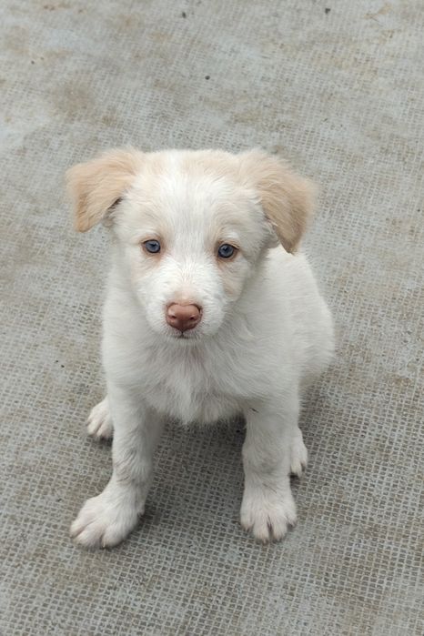 Border collie fêmea Red olhos azuis