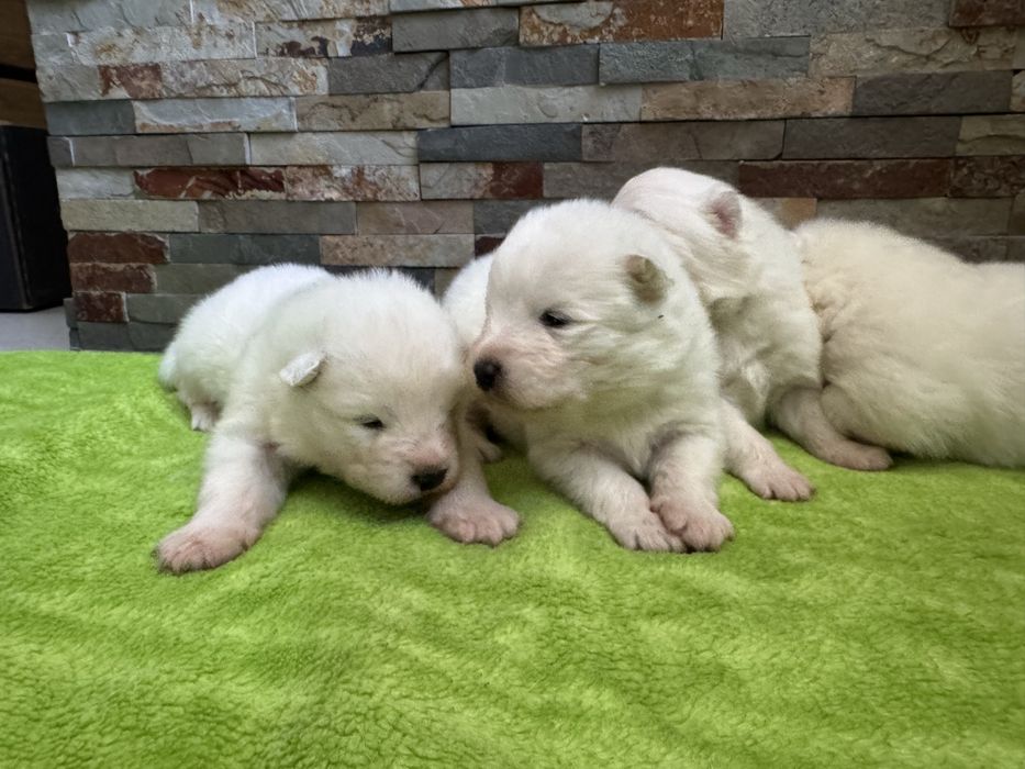 Samoyed suczka FCI ZKwP