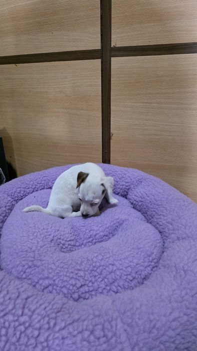 Jack russell fêmea