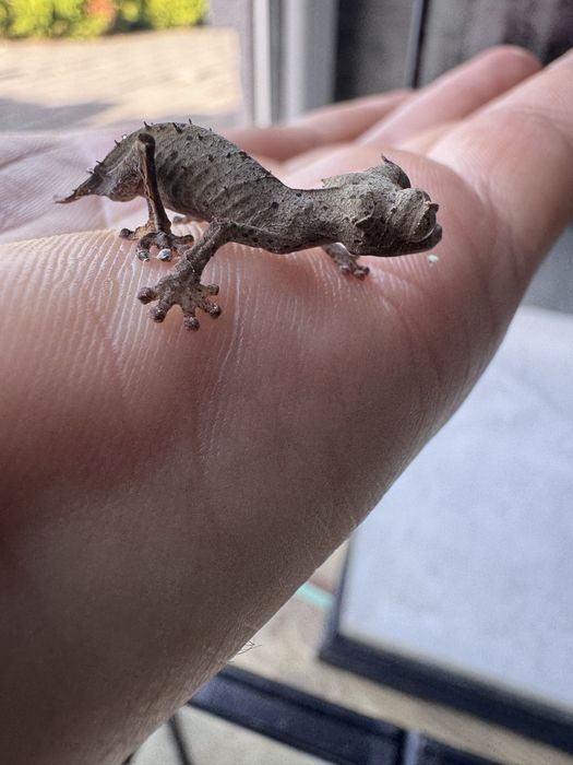 Uroplatus ebenaui Samica