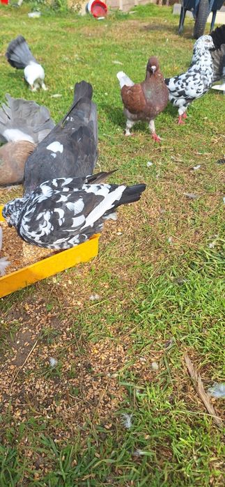 Kingi para czarny i czerwona