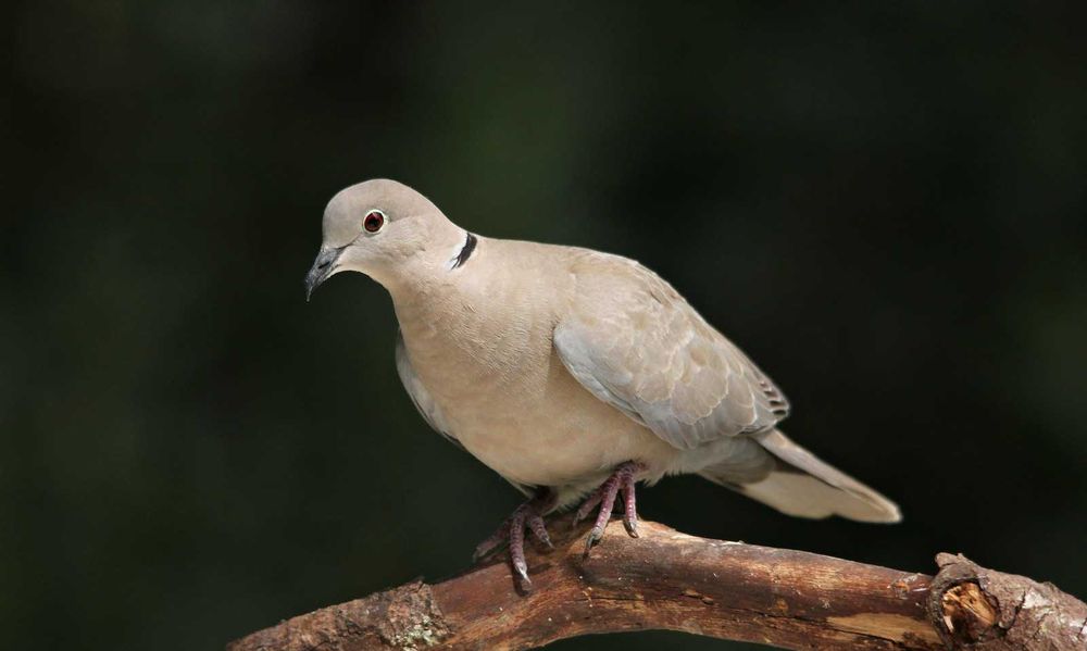 Rolas Dométicas Turcas India - Aves lindas