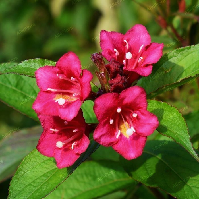Krzewuszka 'Eva Rathke' (Weigela) Mrozoodporny krzew Doniczka 2.0L