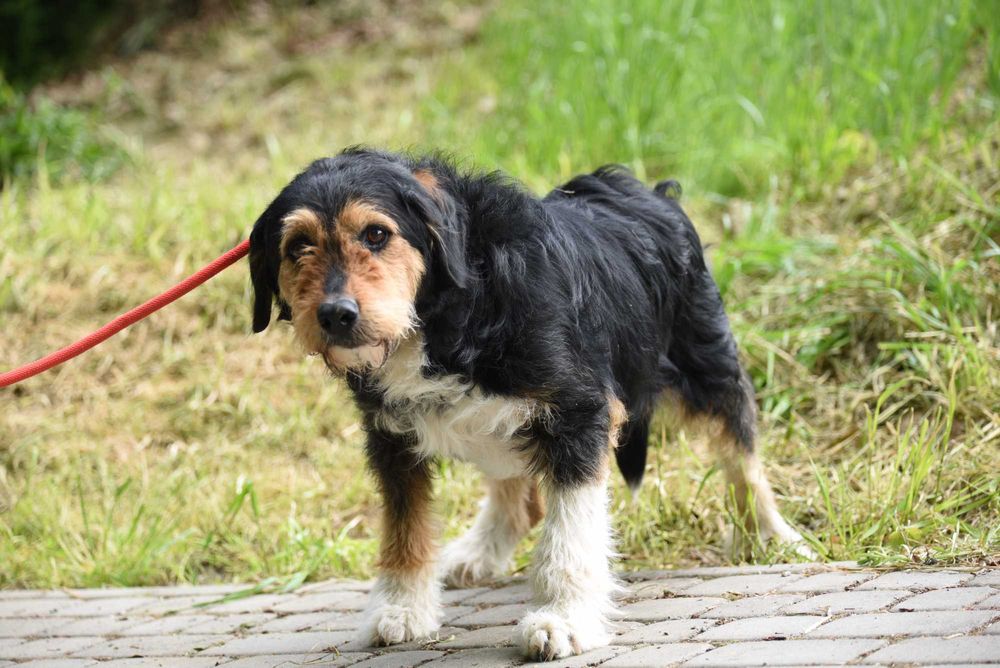 Guliwer - 4-letni piesek do adopcji