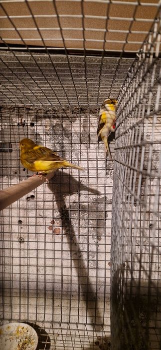 Casais de canarios 2025