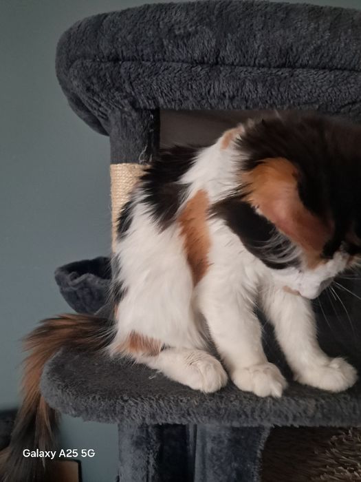 Kotka rasy Maine Coon