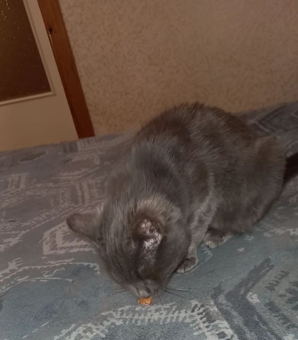 Кішечка стерелізована безкоштовно в добрі ручки