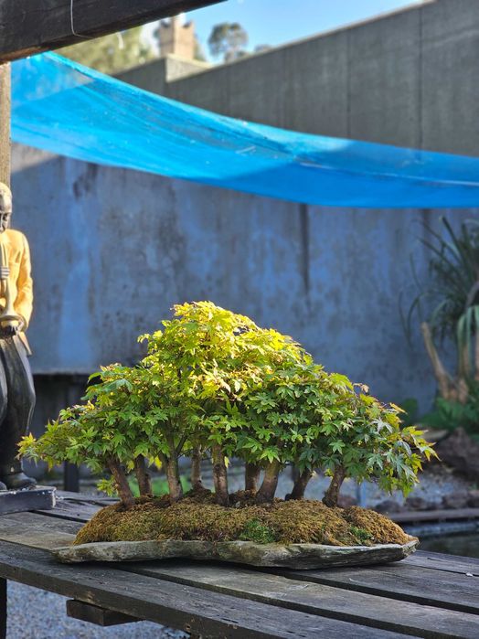 Bonsai floresta acer yamamomiji