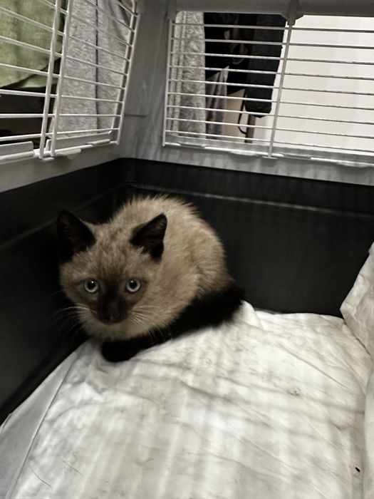 Gata filhote para adotar