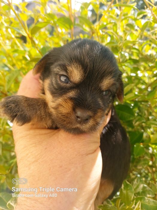 Lindo cachorrinho Yorkshire terrier
