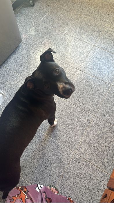 Cadela raçada pitbull e labrador