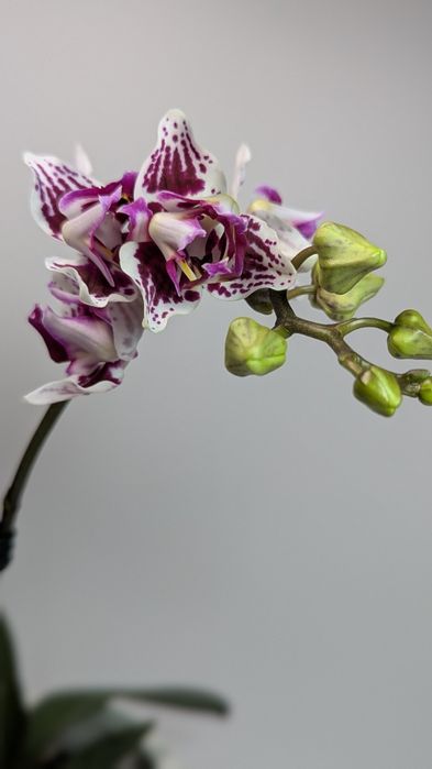 Орхідея триліпс 2 рослини в горщику.