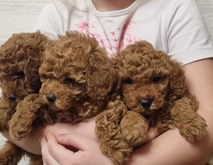 Чудові красені той пудель