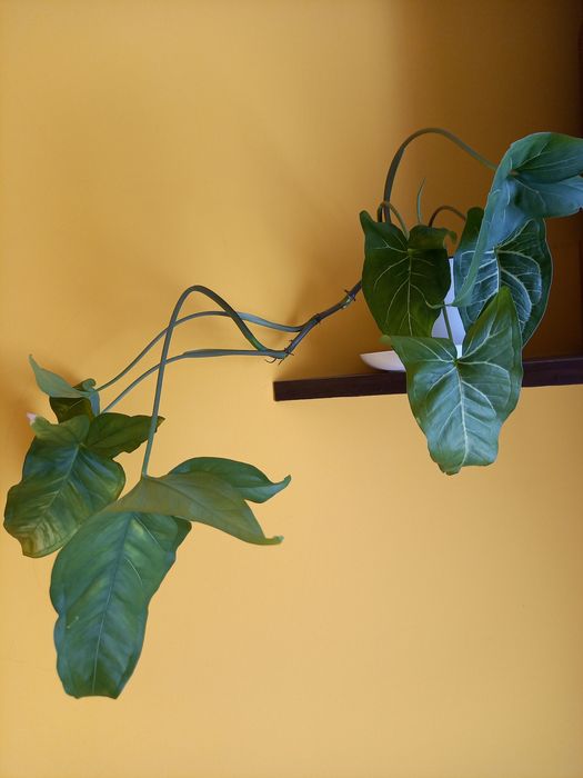 Kwiatek doniczkowy pnącze