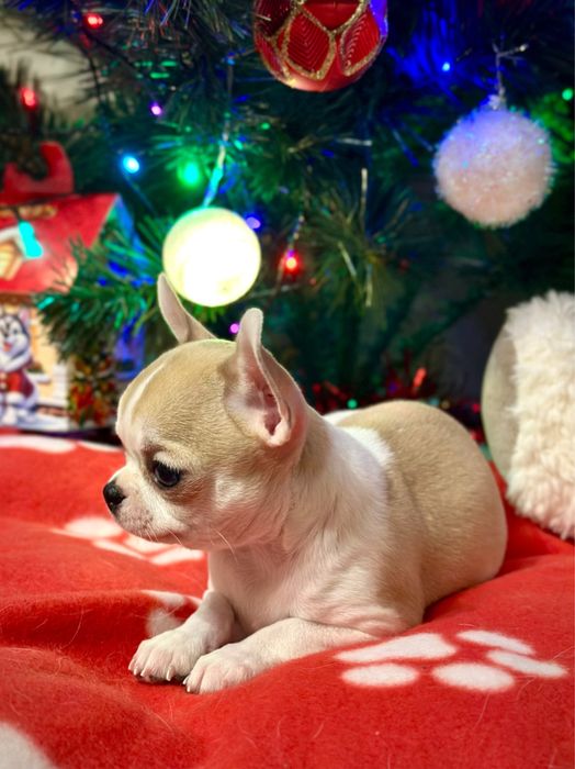 Дівчинка чихуахуа стандарт