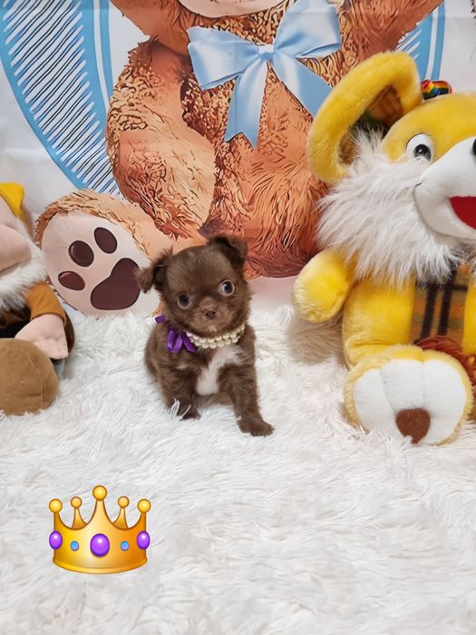 Chihuahua macho chocolate  miniatura de pêlo comprido com Pedigree