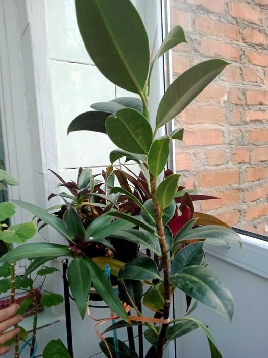 Фікус, кімнатна рослина, фікус Бенджаміна, каучуковий фікус