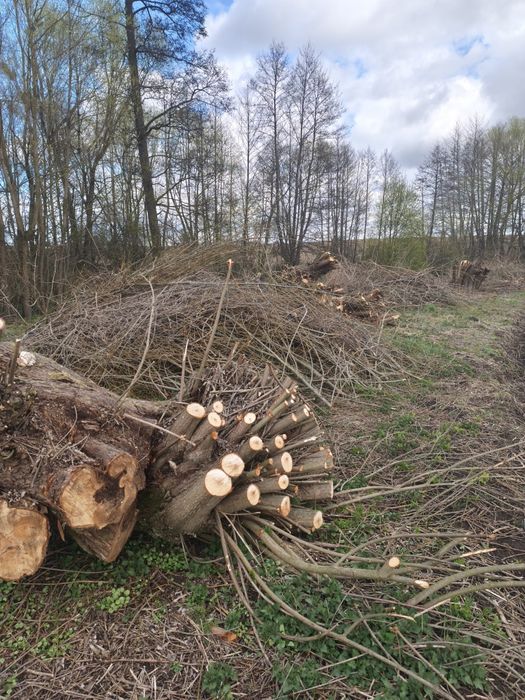 Oddam gałęzie i drewno za darmo