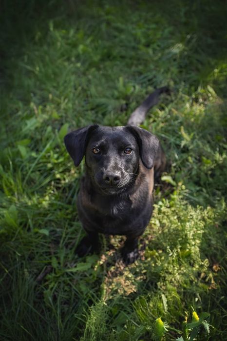 Собачки Пепа та Лулу шукають родини