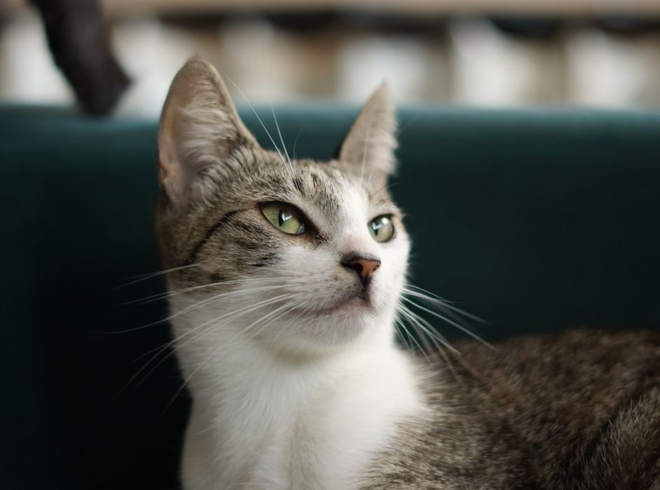 Oddam roczną kotkę