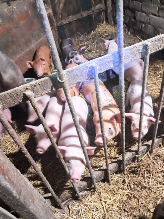 Поросята домашні.