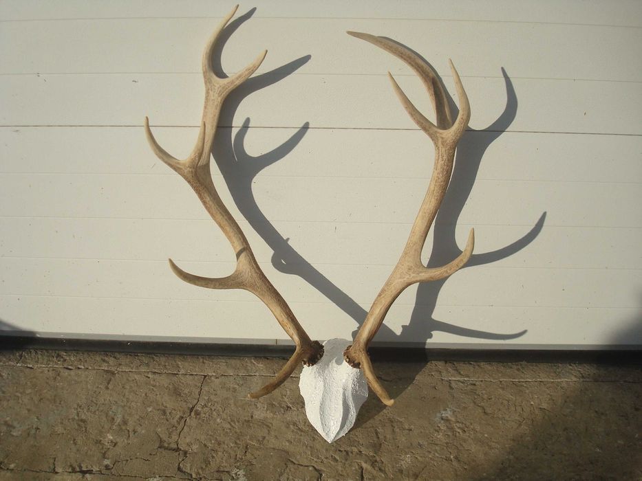 Продаю роги оленя