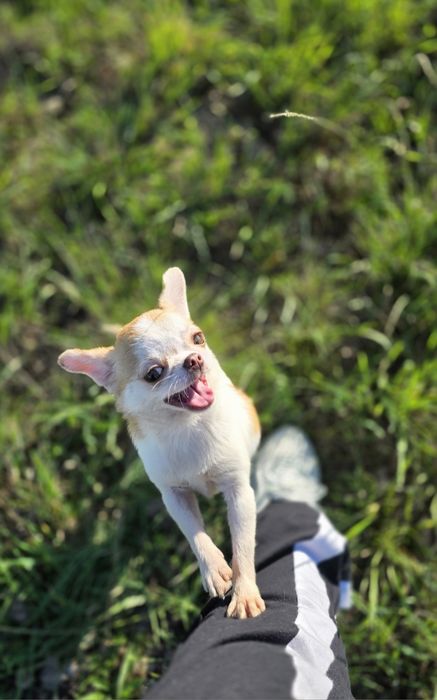 Chihuahua Fêmea Miniatura