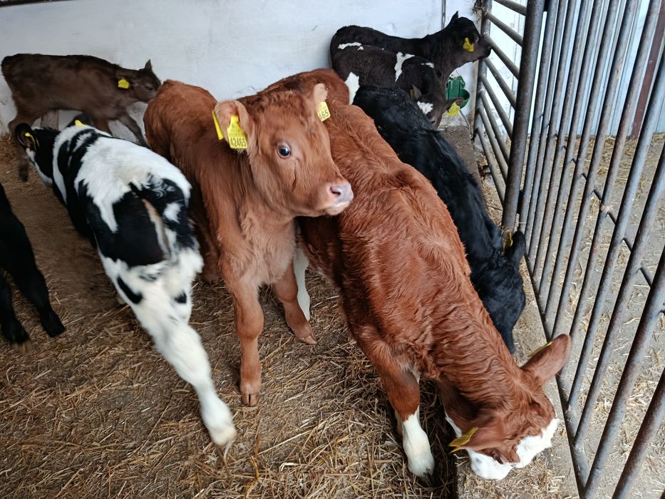 Jałówki Mięsne Mieszańce 60-100kg