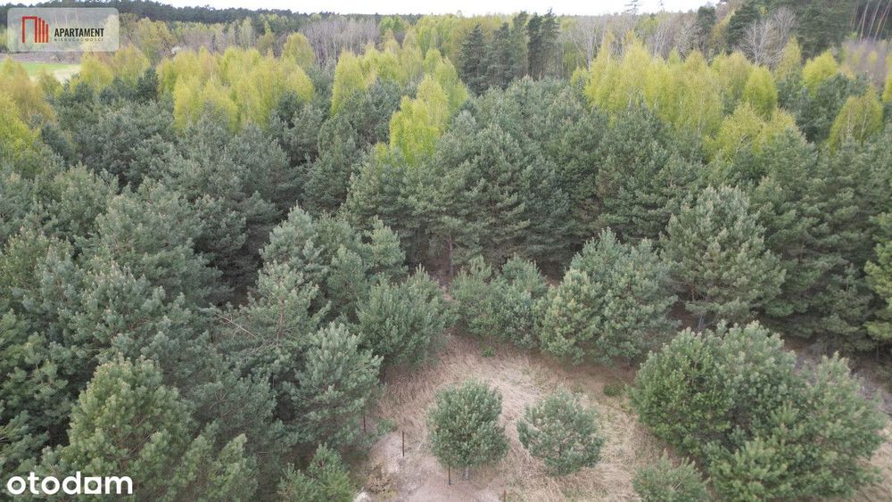 Bory Tucholskie – działka 1195 mkw pod budowę domu