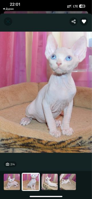 Котенок сфинкс. Продам